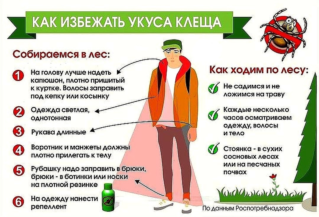 памятка клещ.